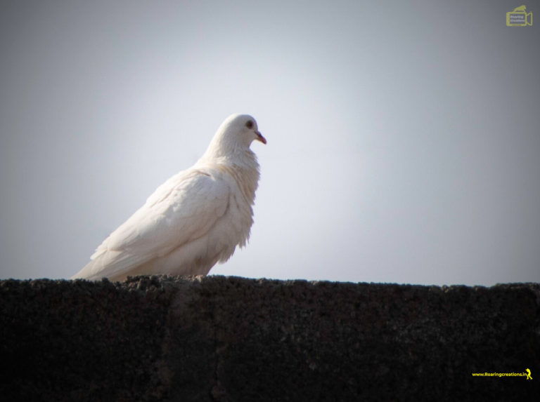 Dove sitting
