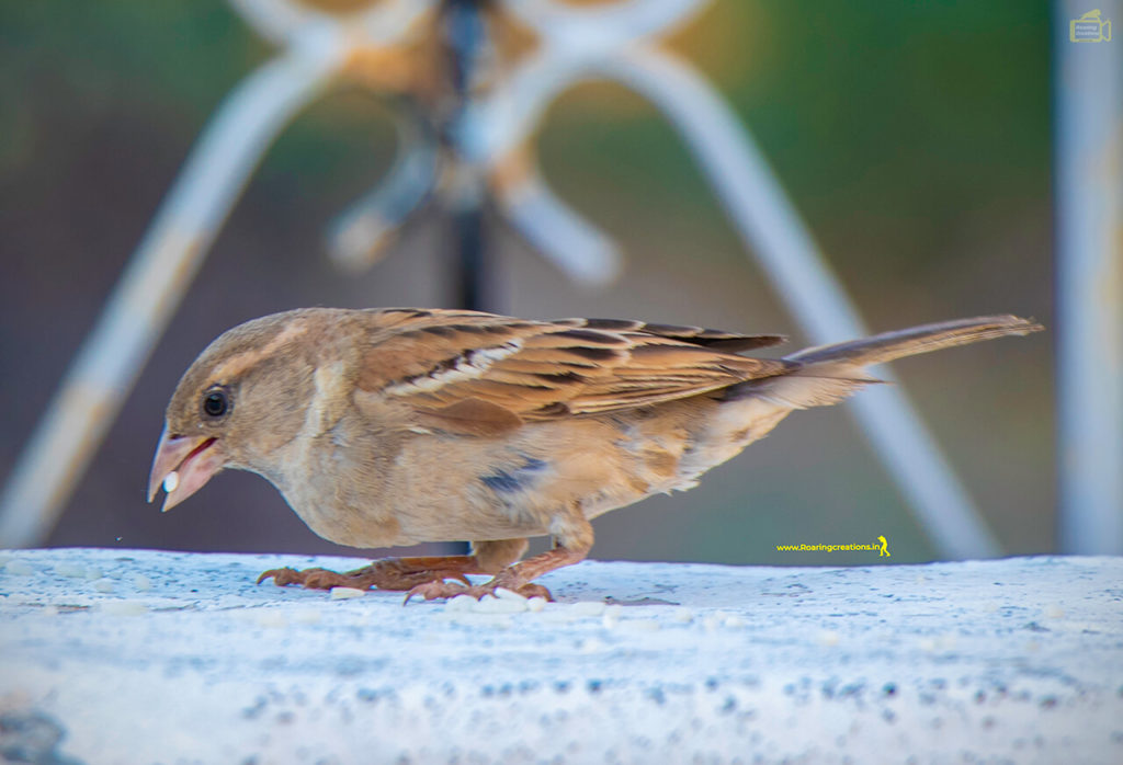 Images of Indian Sparrows