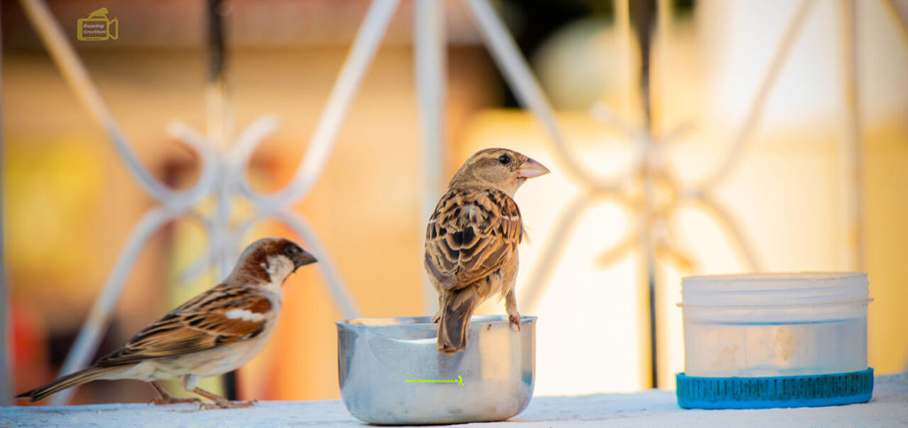 Images of Indian Sparrows