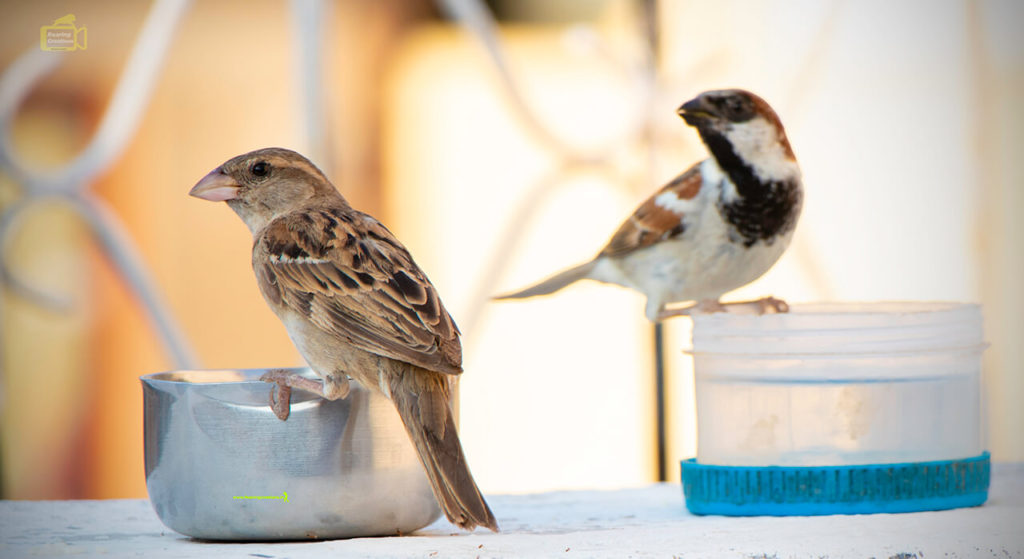 Images of Indian Sparrows