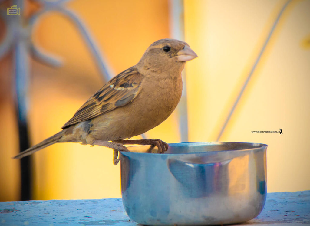 Images of Indian Sparrows