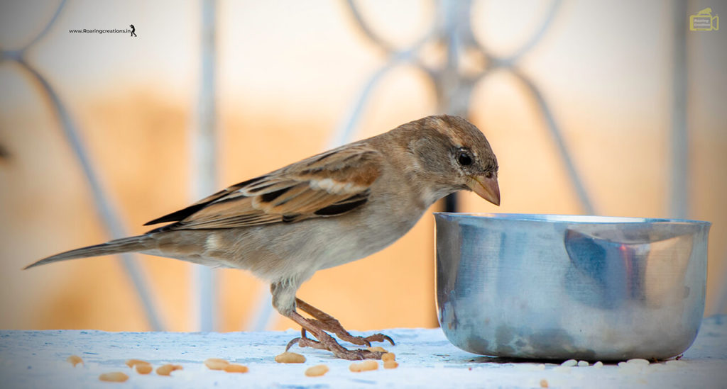 Images of Indian Sparrows
