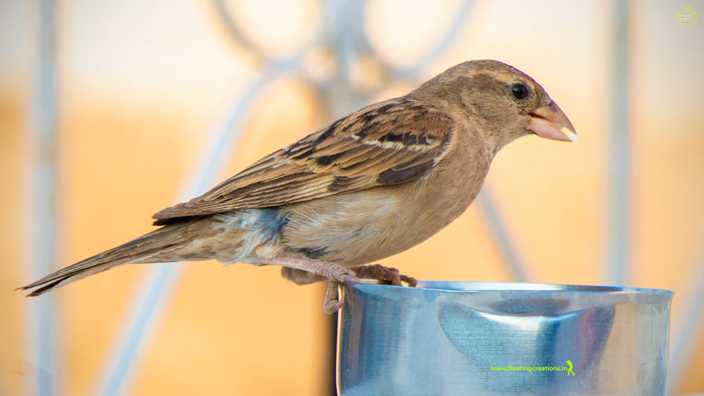 Images of Indian Sparrows