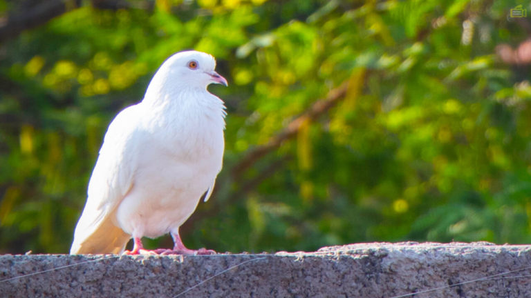 Images of White Dove