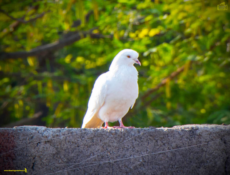 beautiful white dove
