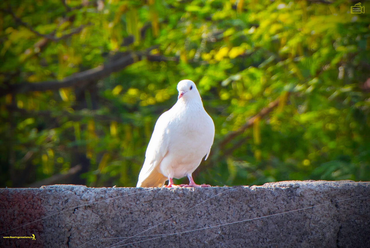 You are currently viewing Images of White Dove and Pigeon – Dove Images