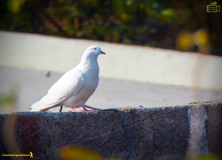 dove sitting on home