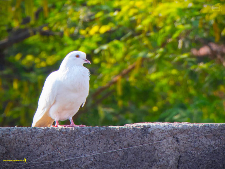 white dove images