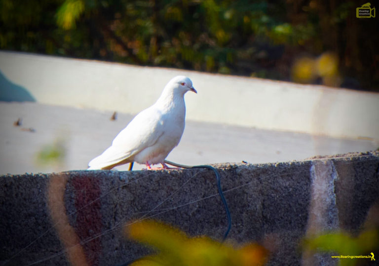 white dove sitting on house