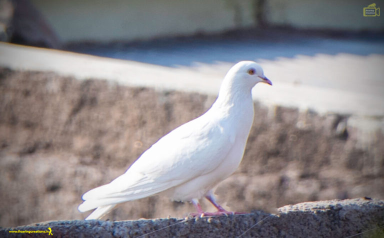 white dove walking